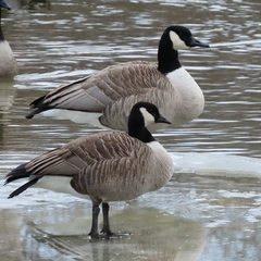 Branta canadensis parvipes