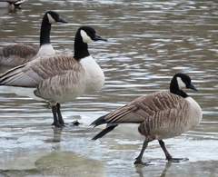 Branta canadensis parvipes