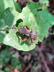 Spathophora