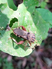 Spathophora