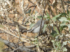 Polioptila melanura