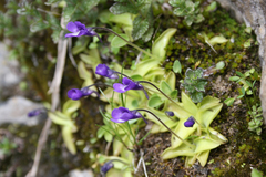 Pinguicula leptoceras