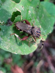 Spathophora