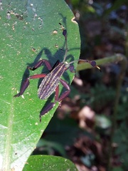 Spathophora
