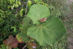 Coccoloba pubescens