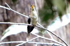 Phaethornis rupurumii