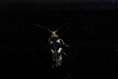 Pyroderces deamatella