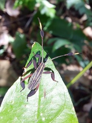 Spathophora