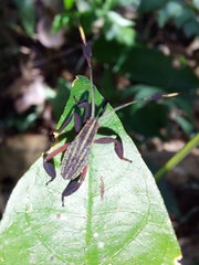 Spathophora
