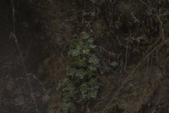 Graptopetalum pentandrum