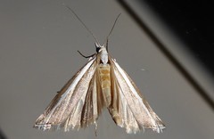 Orocrambus vittellus