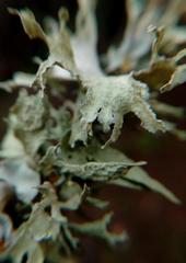 Ramalina canariensis