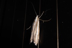 Orocrambus vittellus