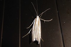 Orocrambus vittellus