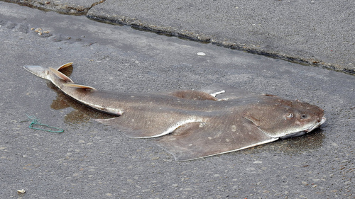 Angular angel shark (Squatina guggenheim) — Squatinidae — 2