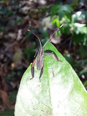Spathophora
