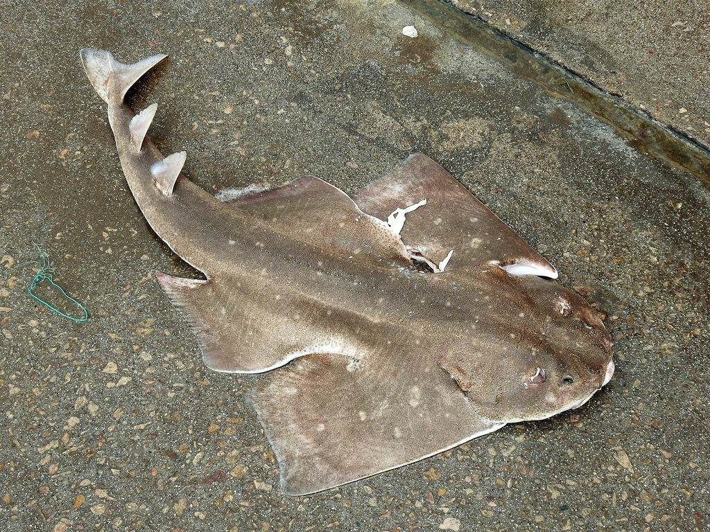 Angular angel shark (Squatina guggenheim) — Squatinidae