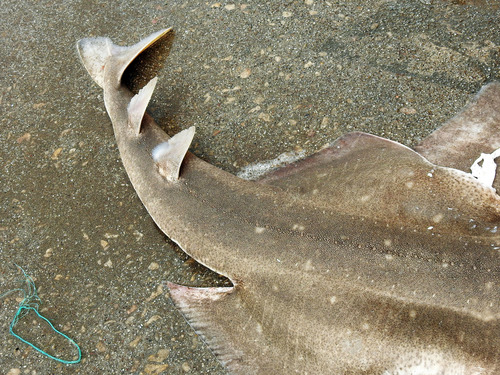 Angular angel shark (Squatina guggenheim) — Squatinidae — 4