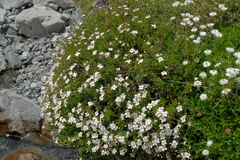 Veronica linifolia