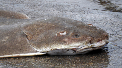 Angular angel shark (Squatina guggenheim) — Squatinidae — 3