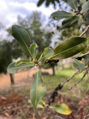 Myrsinoideae