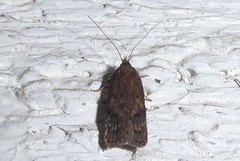 Phaeosaces apocrypta