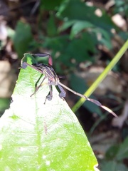 Spathophora