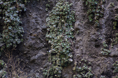 Graptopetalum pentandrum
