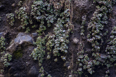 Graptopetalum pentandrum