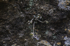 Graptopetalum pentandrum