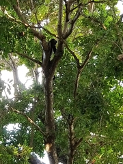 Alouatta pigra