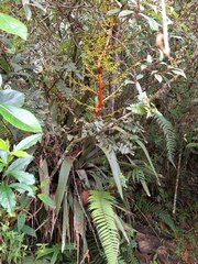 Guzmania diffusa