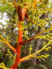 Guzmania diffusa