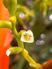 Guzmania diffusa