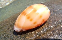 Notocypraea comptonii