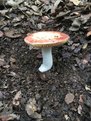 Russula maculata