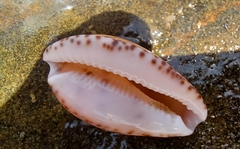 Notocypraea comptonii