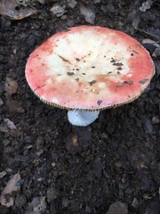 Russula maculata