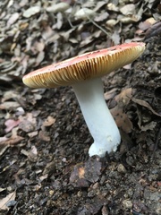 Russula maculata