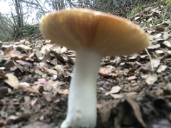 Russula maculata