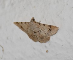 Frederickia flaviterminata