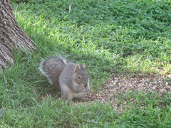 Sciurus niger