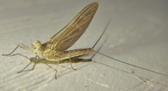 Callibaetis ferrugineus ferrugineus