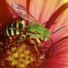 Brown-winged Striped Sweat Bee - Photo (c) Steve Kerr, some rights reserved (CC BY), uploaded by Steve Kerr
