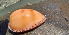 Notocypraea comptonii