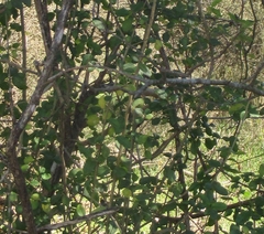 Forestiera ligustrina