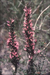 Andersonia caerulea