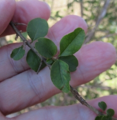 Forestiera ligustrina