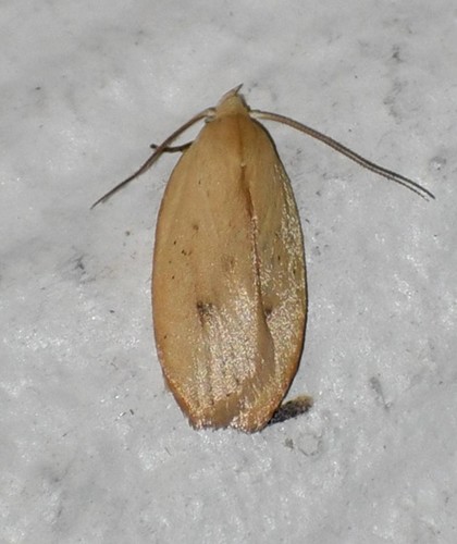 Durrantia amabilis