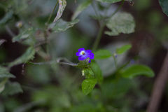 Browallia americana